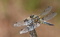 Four-spotted Chaser (Libellula quadrimaculata)